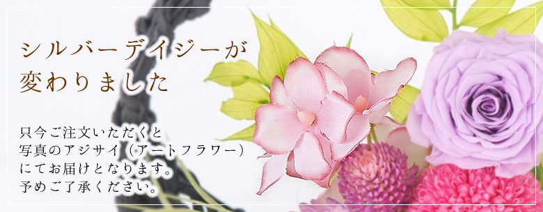 シルバーデイジーが変わりました