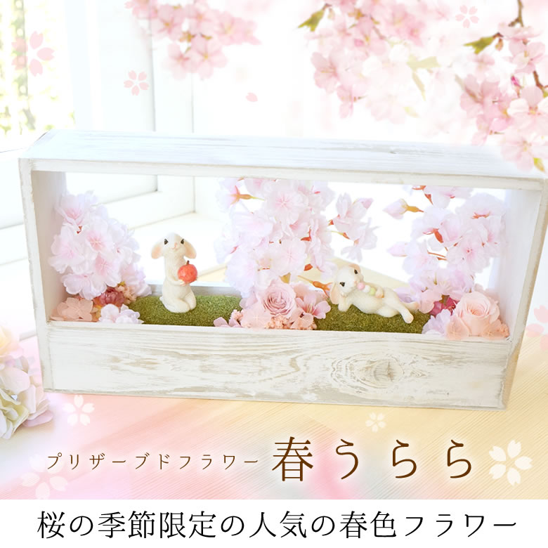 桜の季節限定の人気の春色プリザーブドフラワー