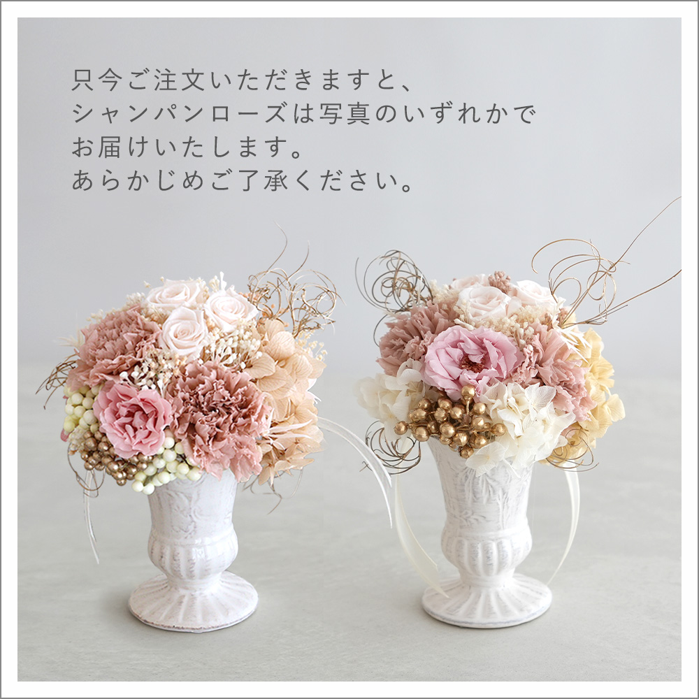 シャンパンローズ今コレになります